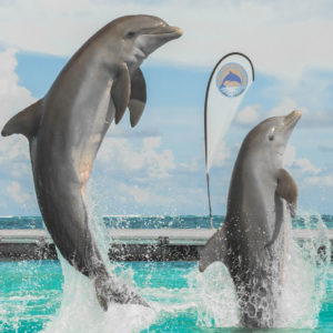 Dominikánská republika - Ostrov delfínů