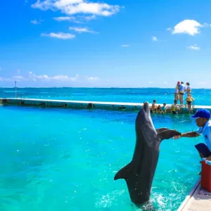 parque de la isla de los delfines-punta-cana-divulgacao.jpeg