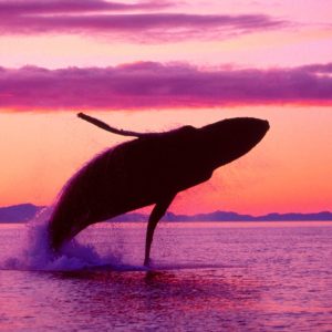 Hump-Back-Whale-humpback-whales-32310746-1600-1200